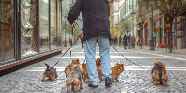 Man Walking His Dogs Through London