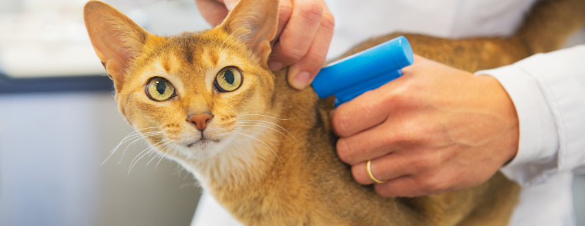 Ginger cat being microchipped