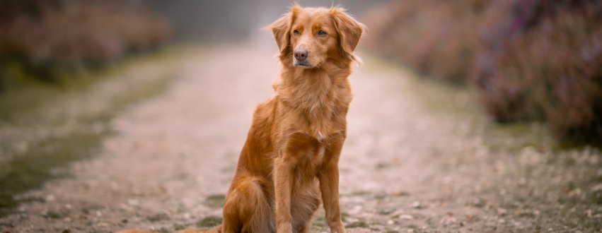 Nova scotia duck tolling retriever stood in the woods