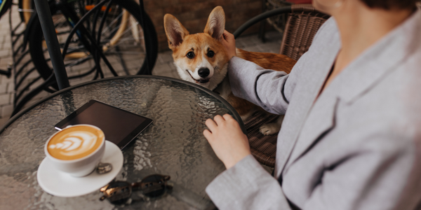 Smiling Corgi Sat At A Table With Their Owner
