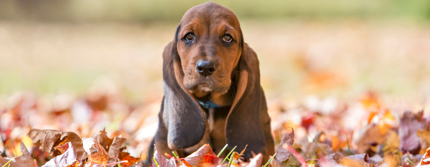 Basset Hound puppy in the autumn leaves