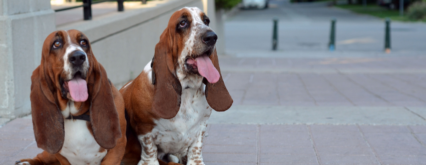 Two Basset Hounds with their tongues out