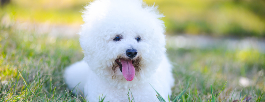 Bichon Frise