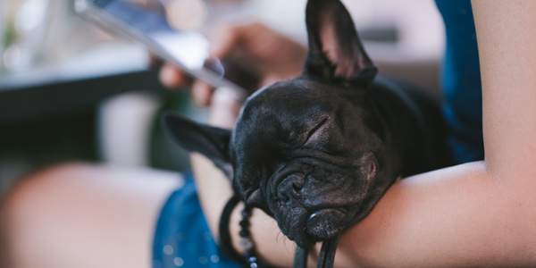 Sleeping Black French Bulldog