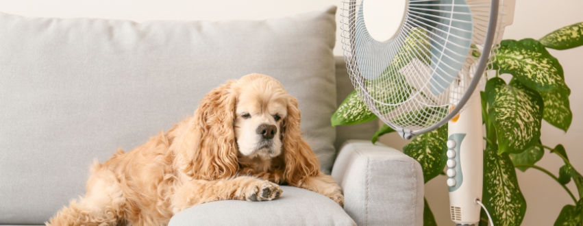 Dog sat on a grey sofa next to a fan
