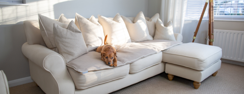 Norjack terrier laying on a dog sofa topper