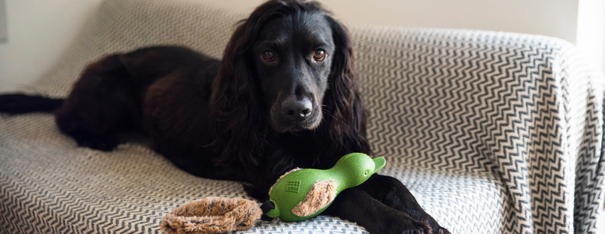 Black cocker spaniel with a green toy