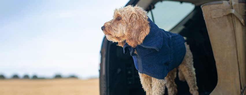 Golden cockapoo wearing a navy dog drying coat in a boot of a car
