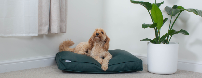 Cockapoo laying on a green faux leather dog cushion bed