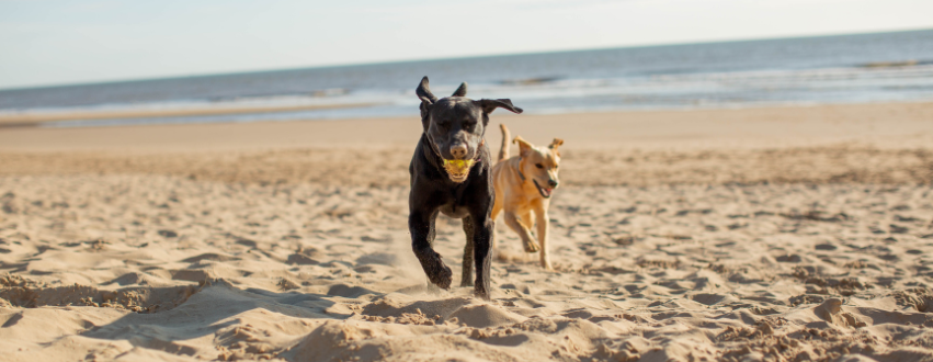Two labradors on the beach running round with a tennis ball