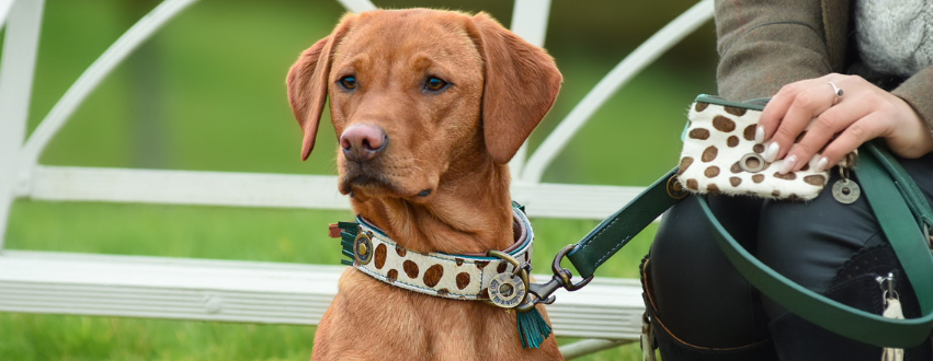 Labrador on a walk wearing a DWAM leopard print collar