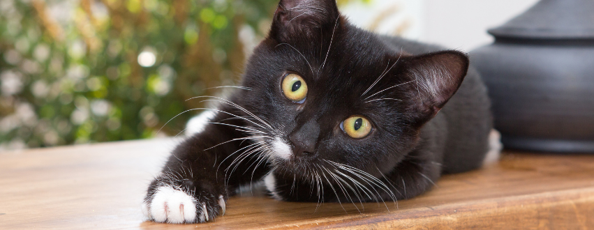 Black and white cat