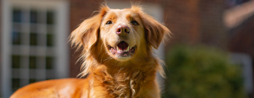 Nova scotia duck tolling retriever panting