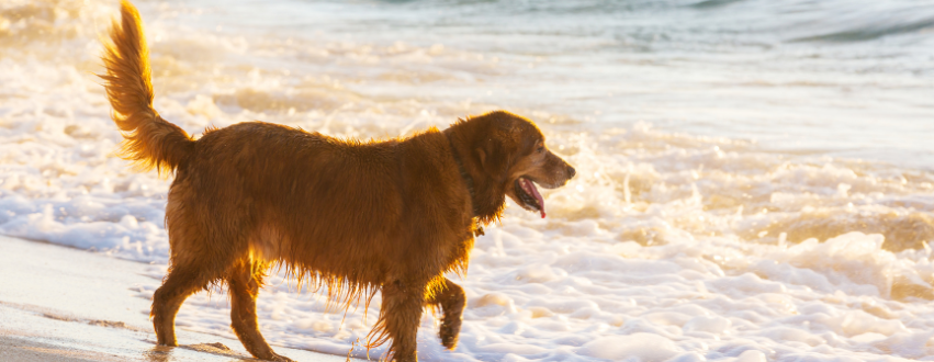 Golden retriever walking in the sea