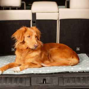 Nova scotia duck tolling retriever laid in the back of the car on a travel mat