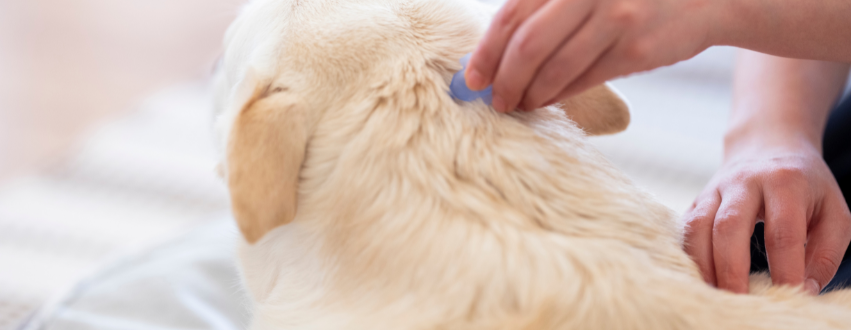 Labrador getting flea treatment