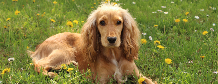 Golden cocker spaniel in the grass