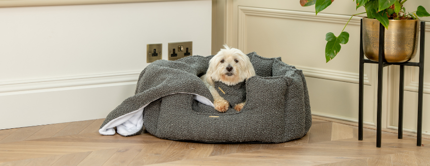 Coton De Tulear in a granite boucle dog bed