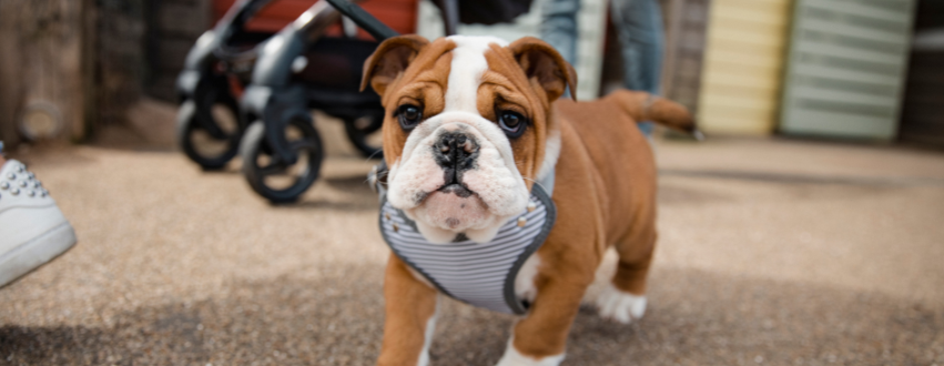 Bulldog on a walk wearing a harness