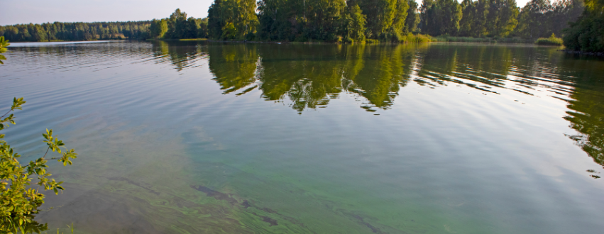 Blue algae in a pond