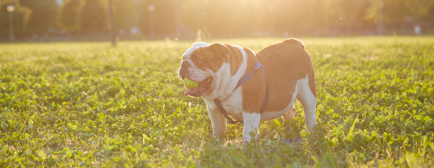 Bulldog in the garden