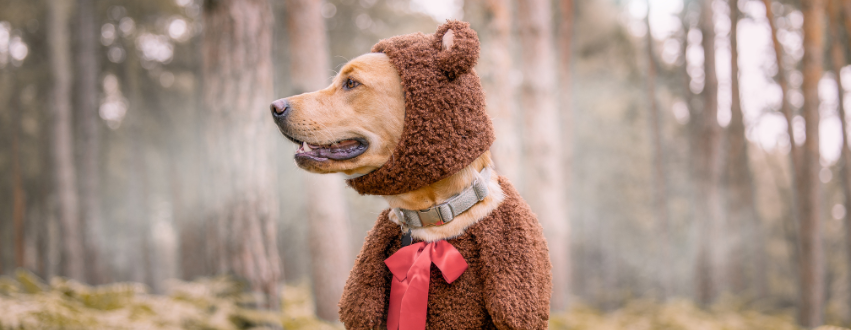 Labrador wearing a brown bear Halloween costume