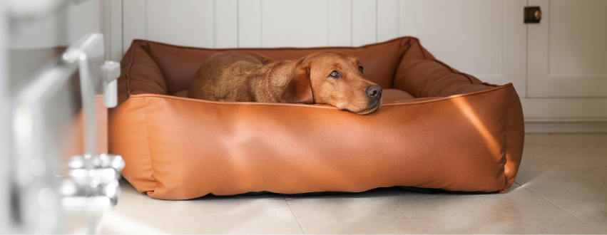 Labrador in a faux leather dog bed