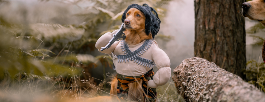 Nova Scotia Duck Tolling Retriever wearing a Rambo Halloween Costume