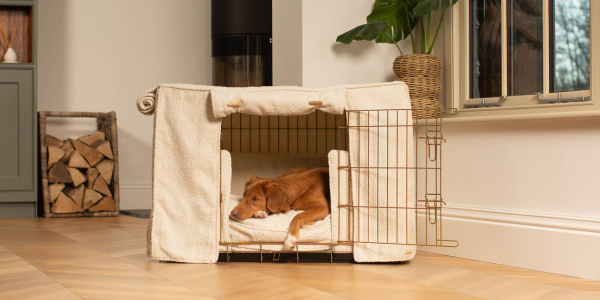 Ivory boucle dog crate set with a nova scotia duck tolling retriever in