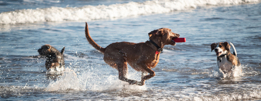 Three dogs playing in the sea