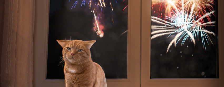 Cat with fireworks