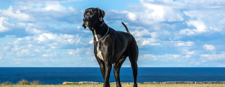Grey great dane dog stood outside at the beach