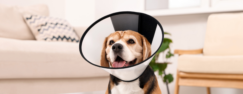 Beagle wearing a cone after being neutered