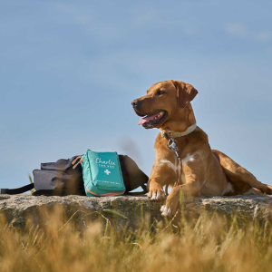 Labrador laid outside with a pet first aid kit