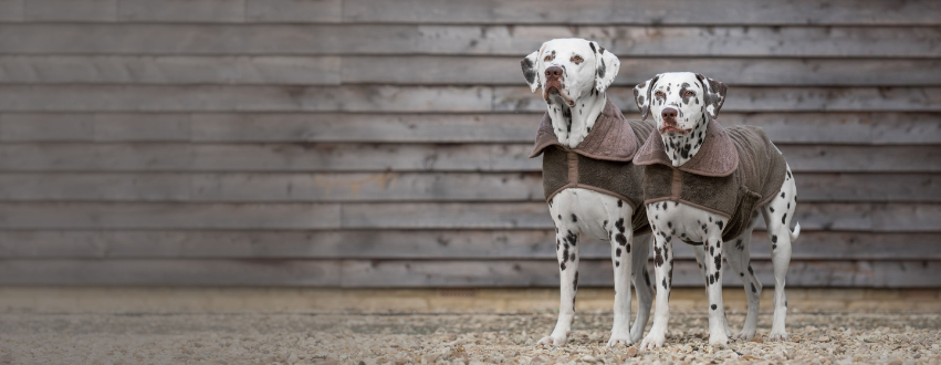 Two Dalmatians wearing drying coats