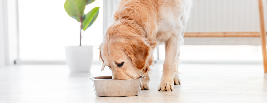 Golden Retriever eating from a bowl