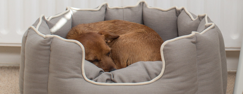 Norjack terrier curled up in a grey high wall dog bed