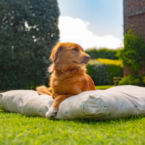 Nova scotia duck tolling retriever laid on a sleepeze dog cushion