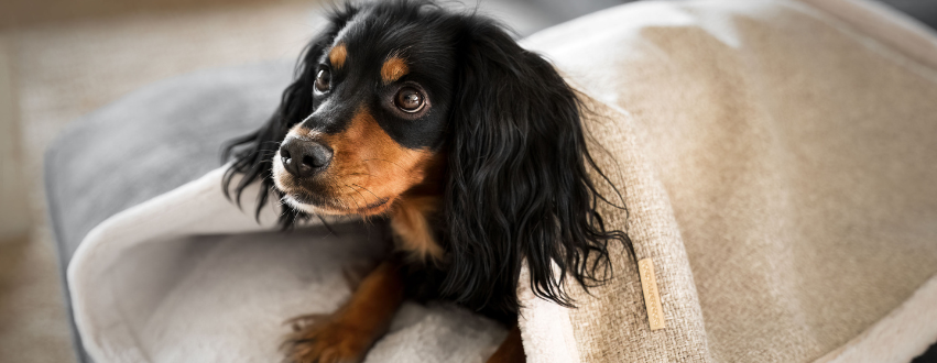 Black and brown dog laid underneath a blanket