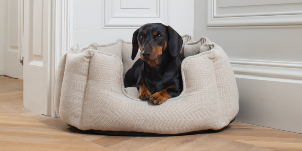 Black and tan dachshund in a natural herringbone high wall dog bed
