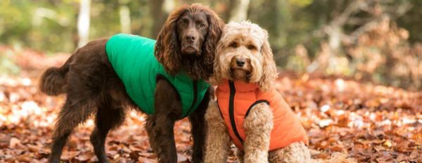 Brown cocker spaniel and apricot cockapoo wearing orange and green puffer jackets in the winter forest