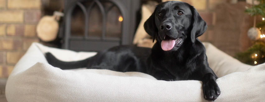 Black Labrador laid in a herringbone tweed box bed with its tongue out