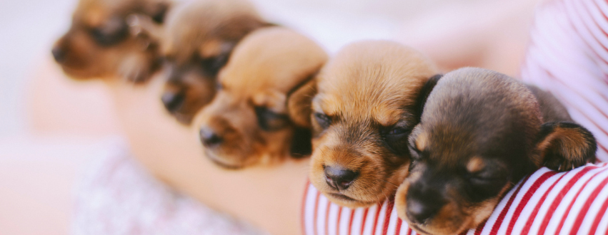Sleeping puppies in a womans arm