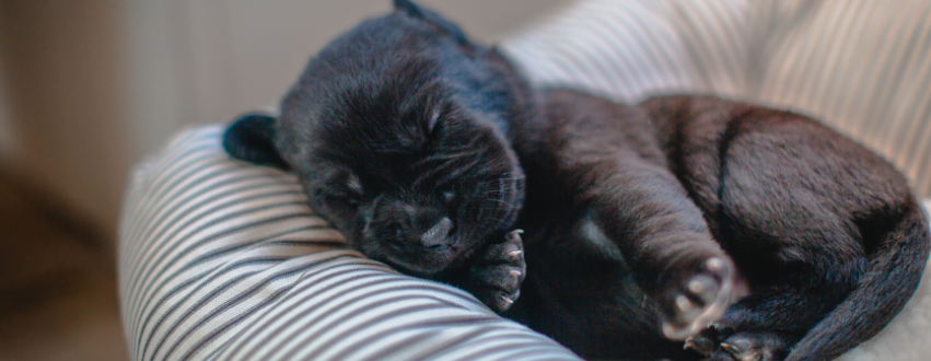 Black Labrador puppy sleeping in a charcoal and cream striped dog bed