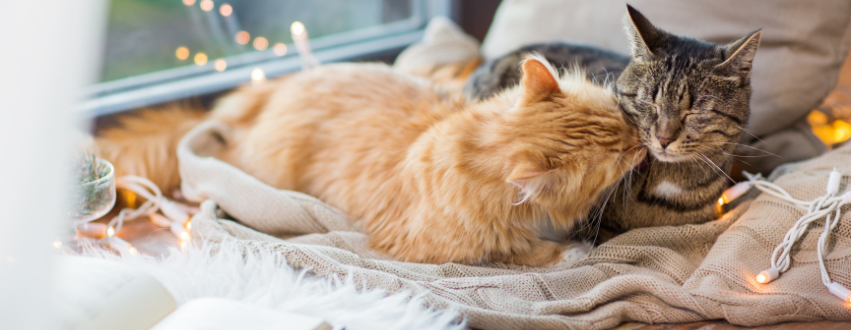 Two cats cuddling in a blanket in winter