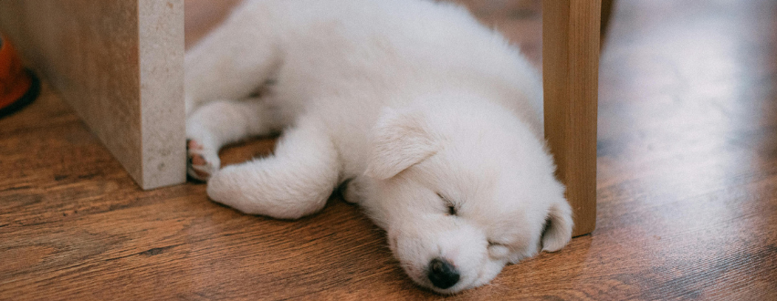 Husky puppy asleep on the floor