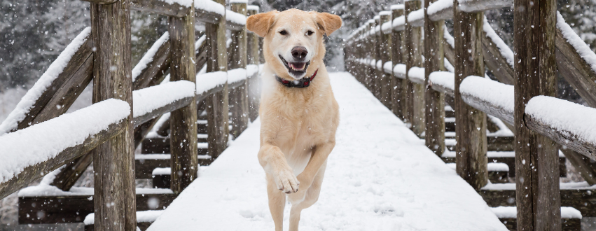 Labrador running in the snow