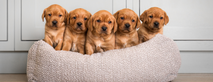 Labrador puppies sat in a mink boucle dog bed