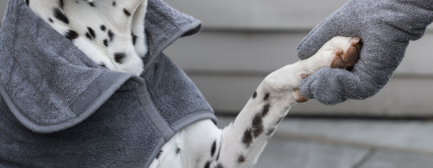 Dalmatian having their paws dried after a snowy walk