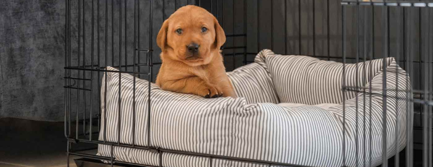 Labrador puppy in a striped dog bed